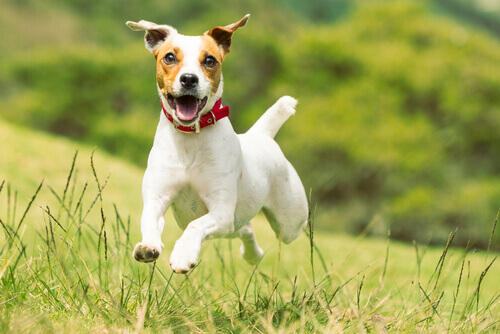 jack-rusell-terrier