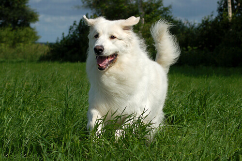 kuvasz-3