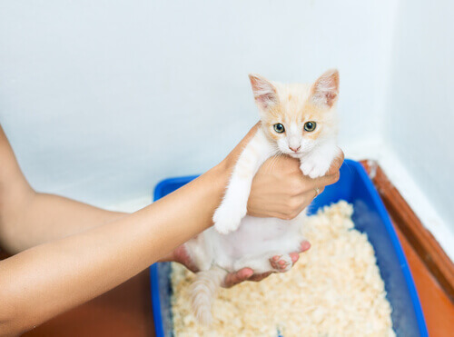 lettiera gatto