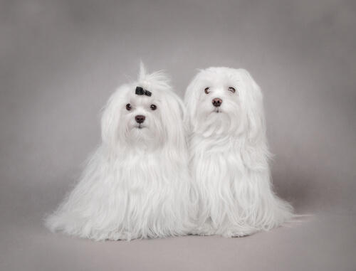 maltese