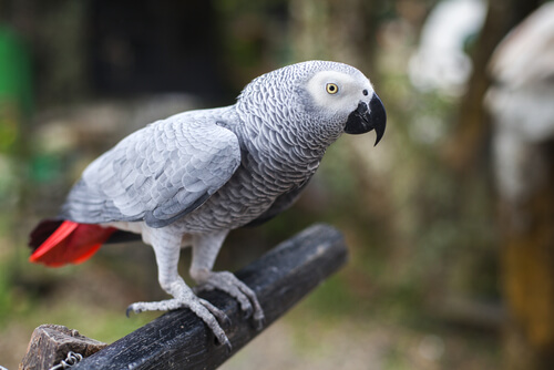 pappagallo grigio africano 2