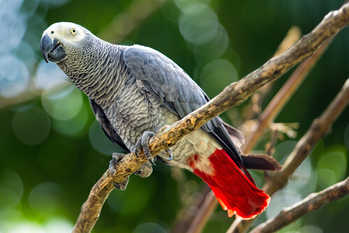 Tutto sul pappagallo grigio africano