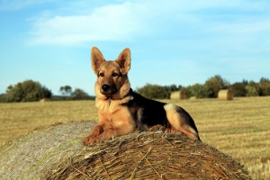 Un cane che ha salvato la sua famiglia dall'attacco di un orso è stato abbandonato dalla stessa