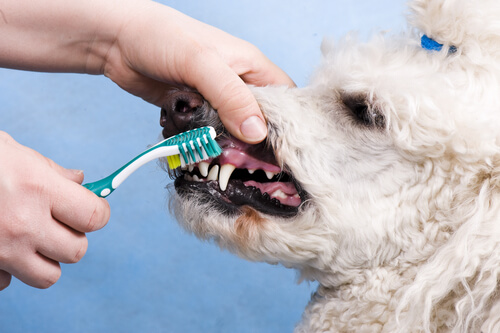 spazzolare-denti-cane