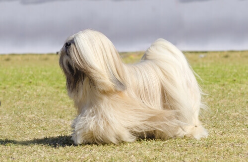 terrier-tibetano-2