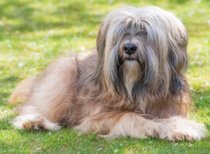 Caratteristiche del Terrier Tibetano