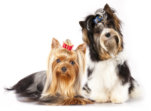 terrier