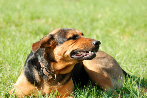 cane sul prato