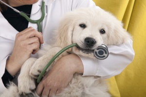 I cani e il veterinario