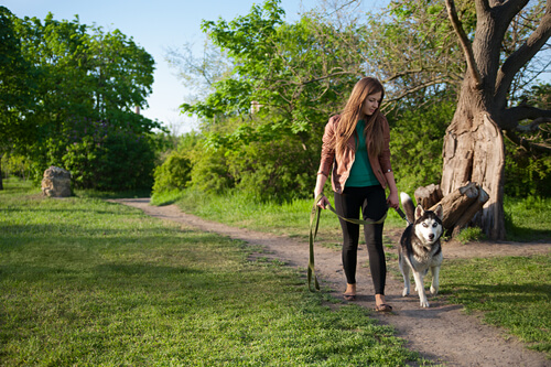 ragazza porta a passeggio husky