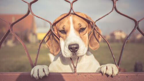Controllare l'ansia da separazione nei cani