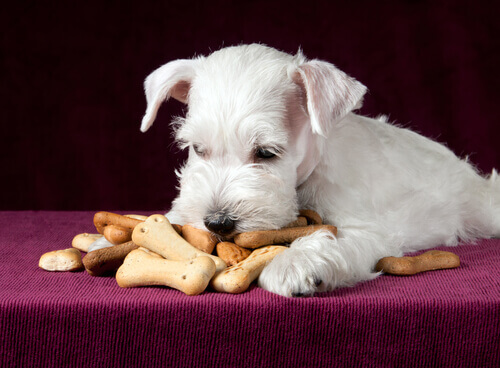biscotti-cane