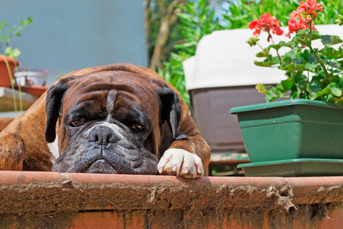 boxer-disteso
