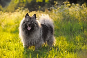 Caratteristiche della razza Keeshond. Scopritela!