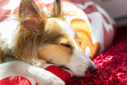 cane-addormentato