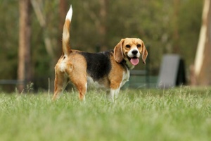 Cani e code