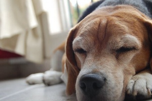 Macchie degli occhi nei cani: cosa sono e come si eliminano