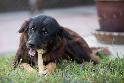 cane-e-osso