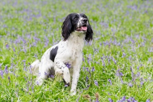 Cos'è l'aromaterapia nei cani?