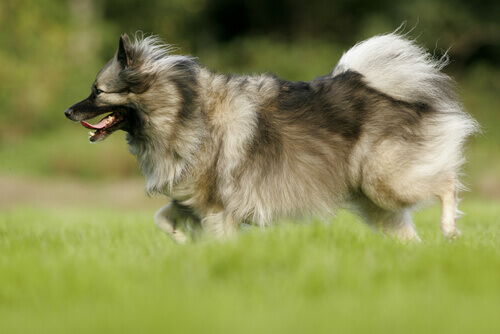 cane-keeshond-che-corre