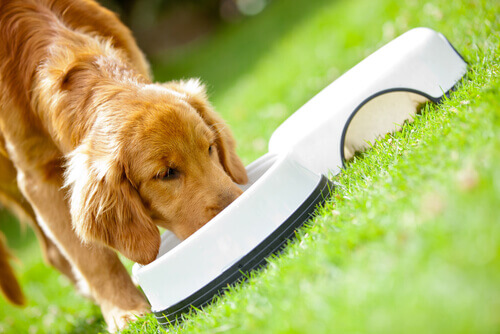 I principali disturbi intestinali dei cani