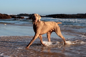 Antielmintici e alimentazione per preservare la salute del cane in estate