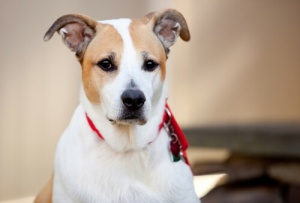 Il cane meticcio: una razza unica