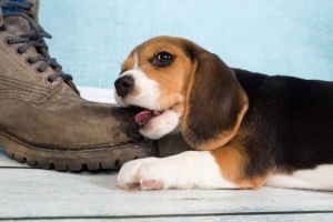 Perché ai cani piace mordere le scarpe