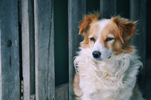 7 rimedi casalinghi per alleviare la tosse dei cani