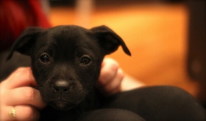 4 buoni motivi per parlare al vostro cane