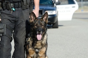 Il lavoro di un cane poliziotto
