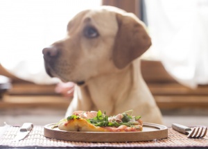 Fibre naturali per i cani, scopritene tutti i benefici