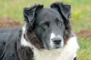 Dermatiti o irritazioni della pelle nei cani