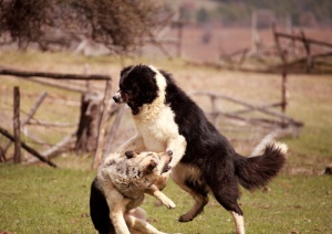 Correggere l'aggressività nei cani