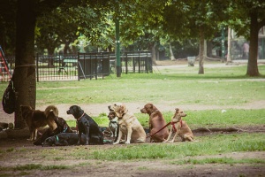 Una donna salva 100 cani dall'essere mangiati in un festival cinese