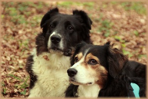 Il premio e il castigo: alla base dell'educazione