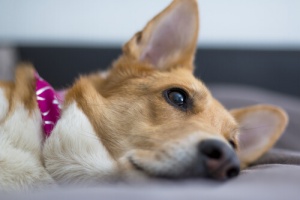 Le pile: un pericolo per i cani