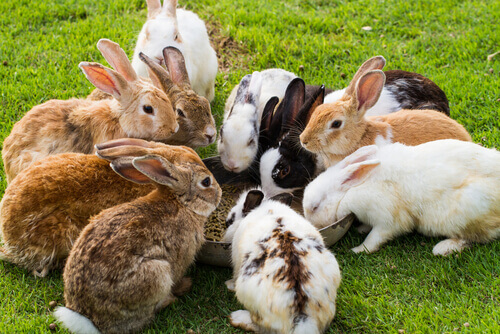Un coniglio può mangiare le carote?