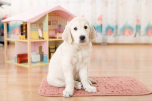 Un'originale cuccia per il vostro cucciolo fatta con un bidone