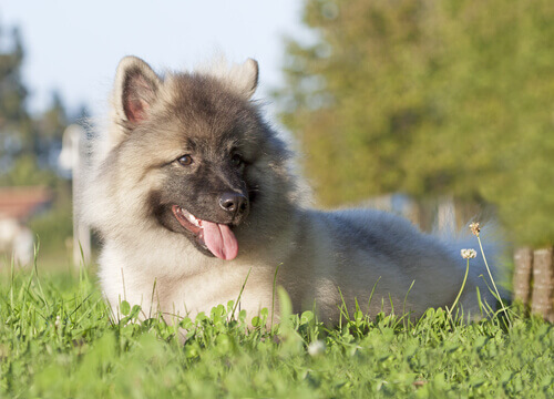 cucciolo-keeshond