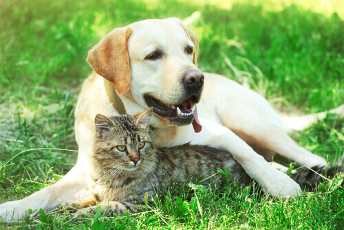 Il diabete in cani e gatti