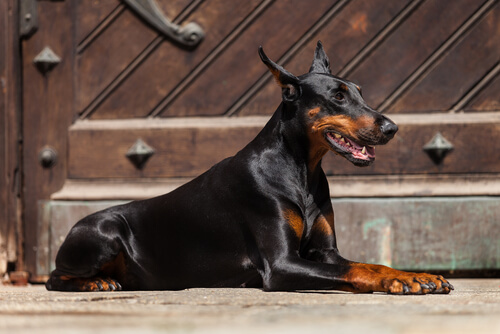 doberman
