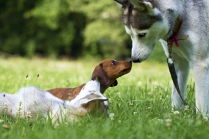 Problemi di una cattiva educazione nei cani