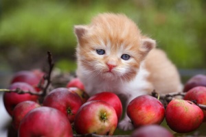 Cosa sono gli antiossidanti e come agiscono sull'alimentazione degli animali?