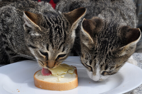 gatti-mangiando