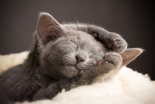 gatto-blu-di-russia