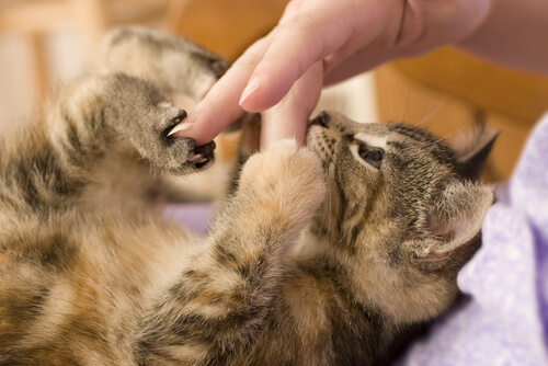 gatto-che-gioca