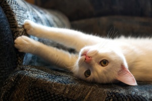 Perché i gatti hanno l'abitudine di farsi le unghie?