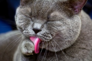 Attività sostitutive, ovvero perché i gatti si leccano il muso