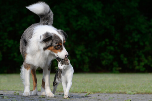gatto-e-cane
